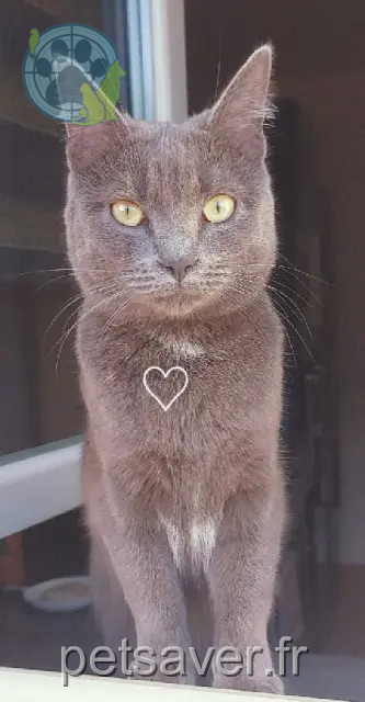gatta reunited   57700 Hayange Luna