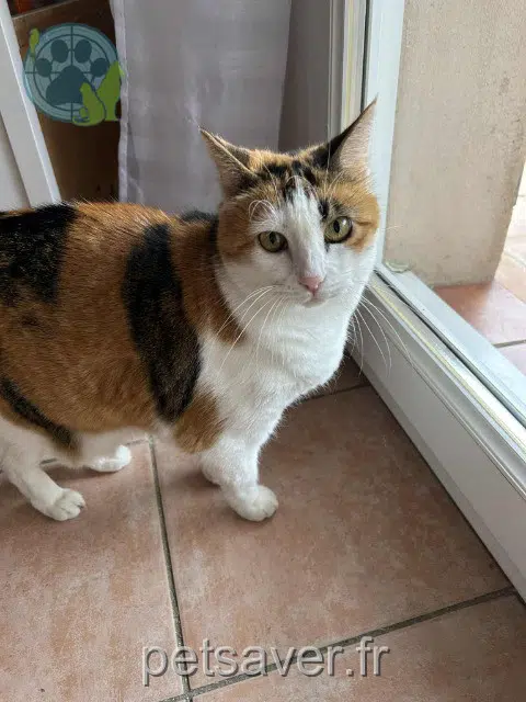 chatte reunited    Metz Iris