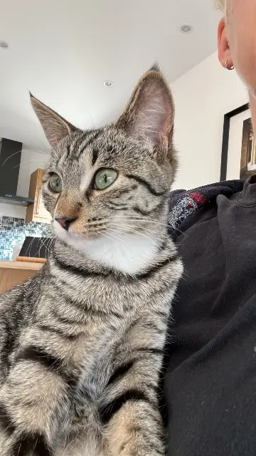 chatte reunited    Metz Lya