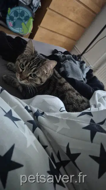 chatte reunited    Metz Naia