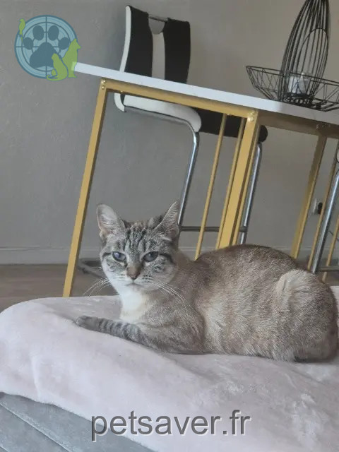 chatte reunited    Metz Nessa