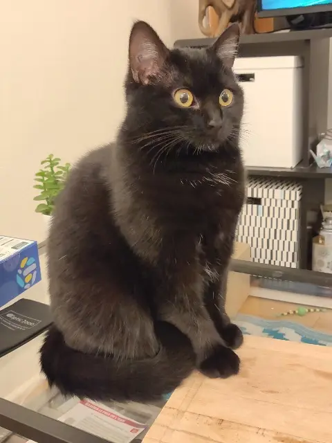 chatte reunited    Metz Pumpkin