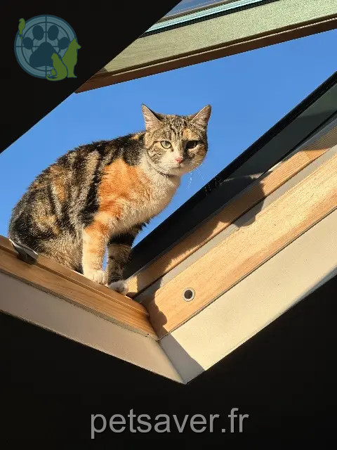 chatte reunited    Metz Xena