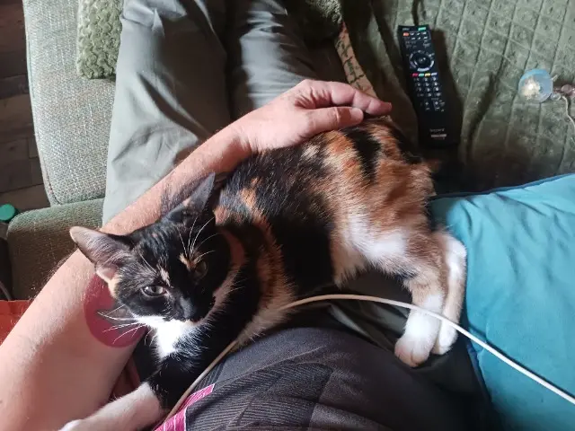 chatte reunited   57290 Fameck Mielle