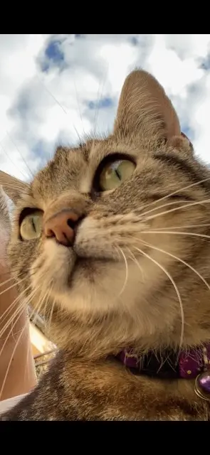 chatte reunited   57190 Florange Milie ou Mimoune