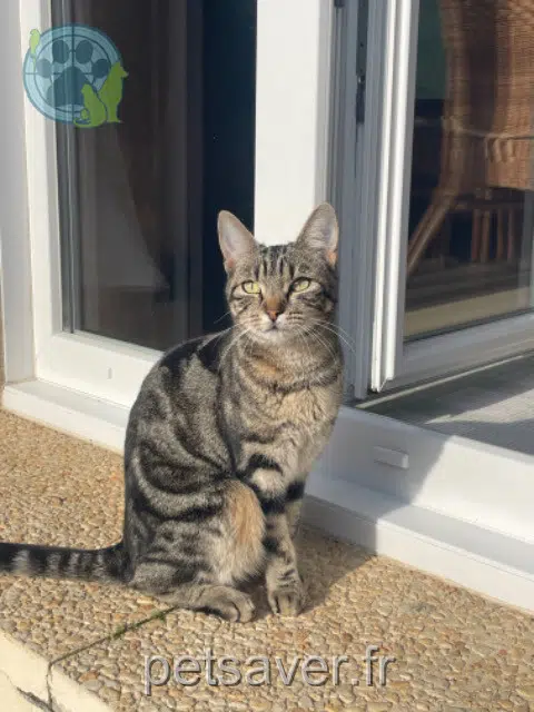 chatte reunited 57360 Amnéville Mina
