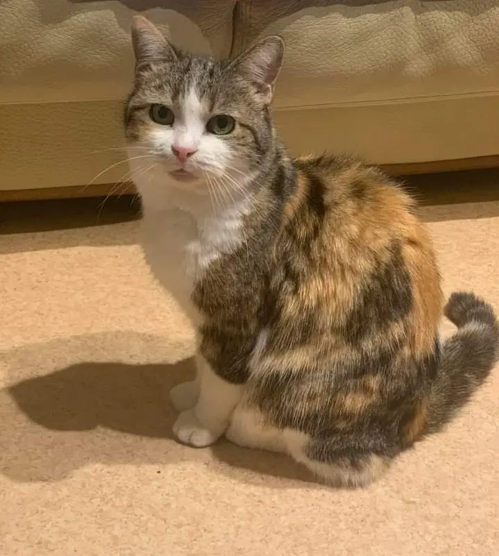 Chatte Trouvée 57 Moselle Chatte Trouvée 57 Moselle
