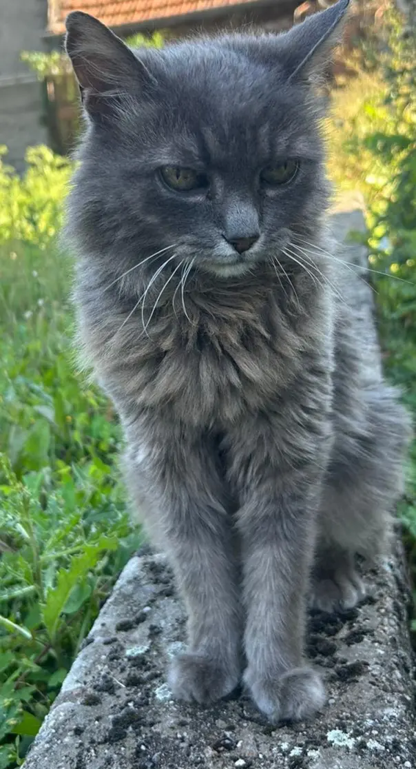 Chatte Perdue 57 Moselle - Nala Chatte Perdue 57 Moselle - Nala
