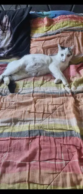 chatte reunited   57970 Yutz Neige