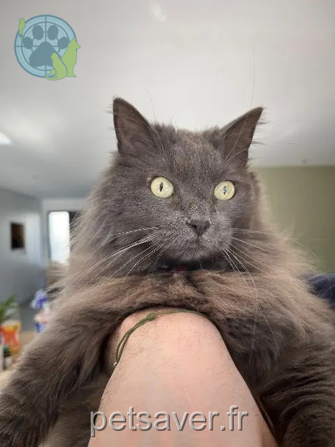 chatte reunited   57130 Jussy Oana