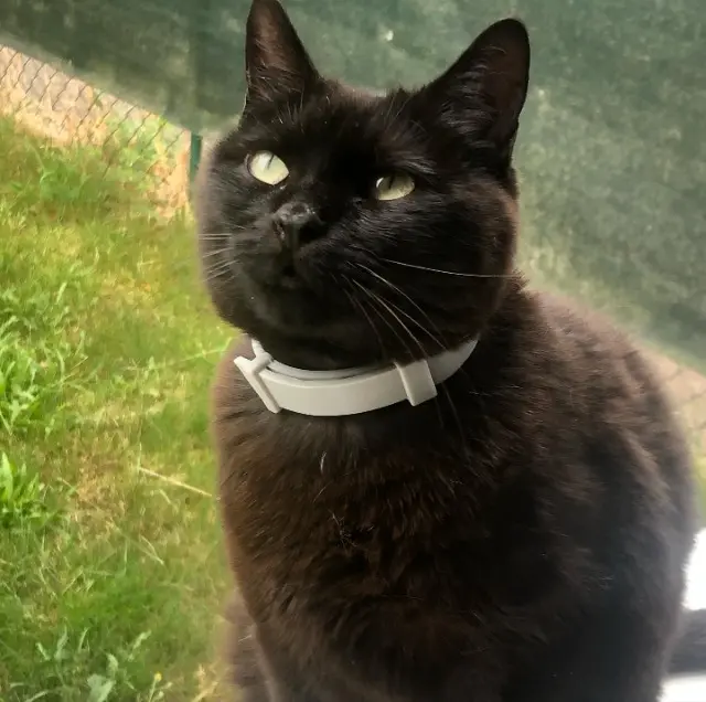 chatte reunited   57050 Plappeville Onyx