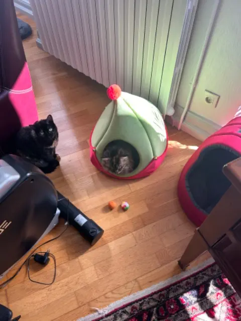 chatte reunited   57310 Bertrange Pinkie