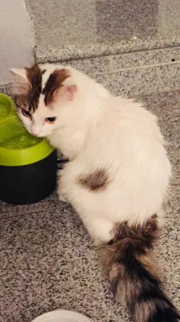 chatte reunited   57510 Saint-Jean-Rohrbach Plume