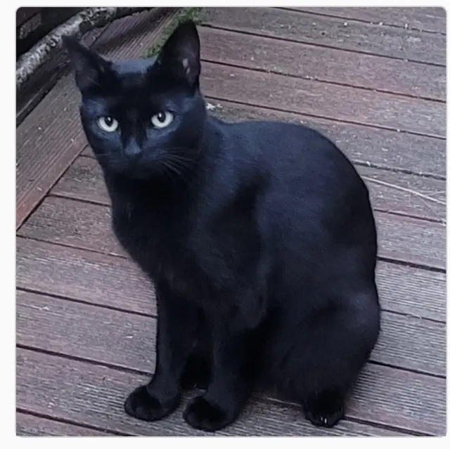 chatte reunited   57245 Mécleuves Prof