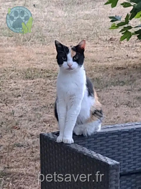 chatte reunited 57160 Scy-Chazelles Talia