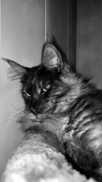 chatte reunited   57700 Hayange Vicky