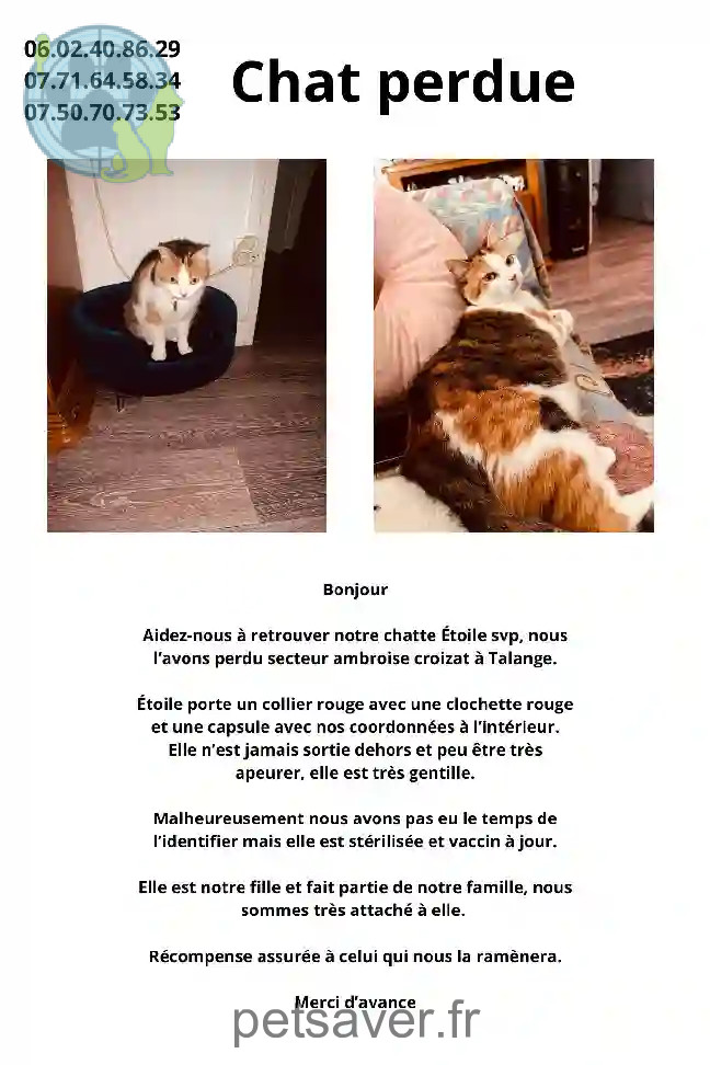 Chatte Trouvée 57 Moselle - Étoile Chatte Trouvée 57 Moselle - Étoile