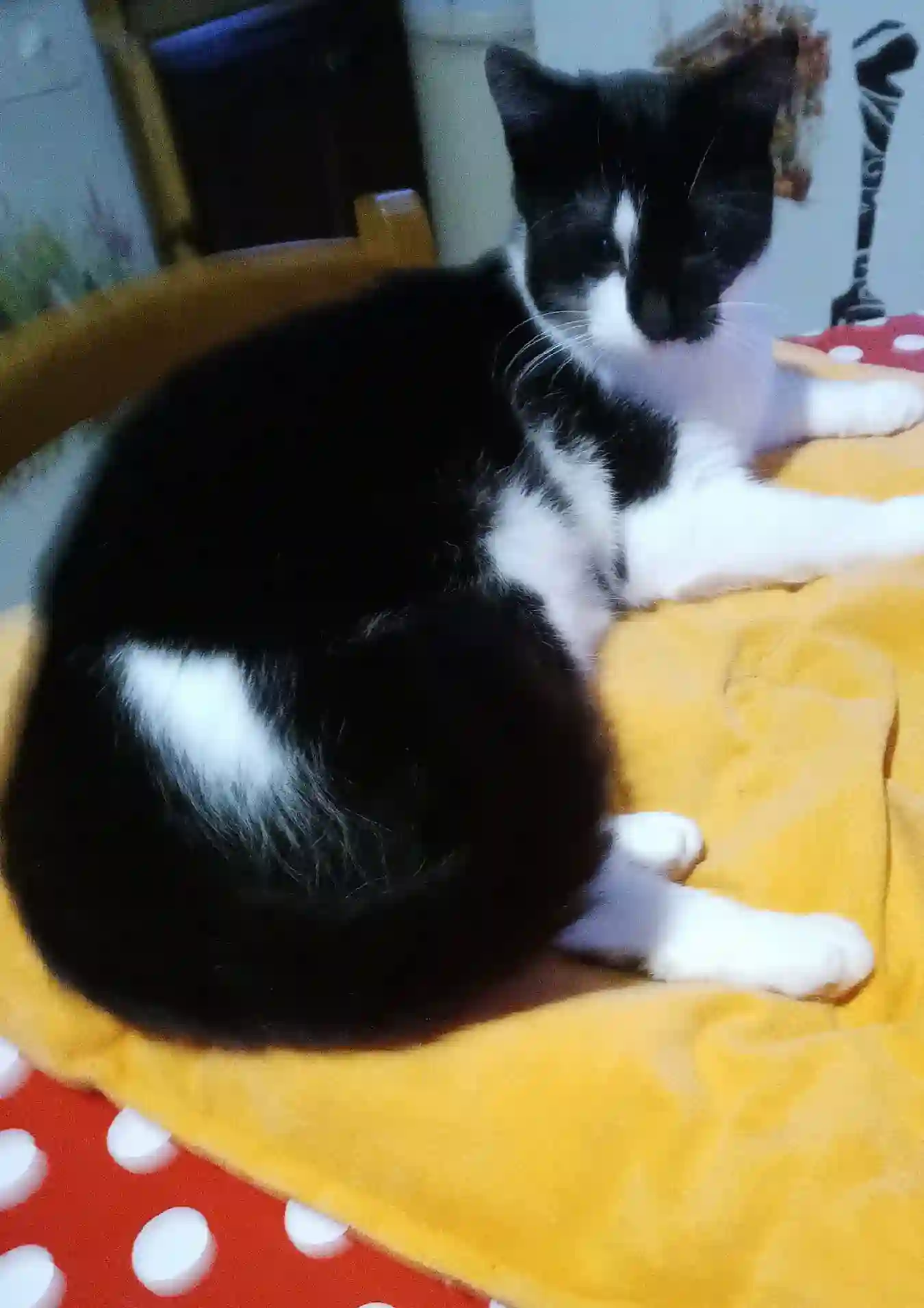 Chatte Perdue 58 Nièvre - Cannelle Chatte Perdue 58 Nièvre - Cannelle