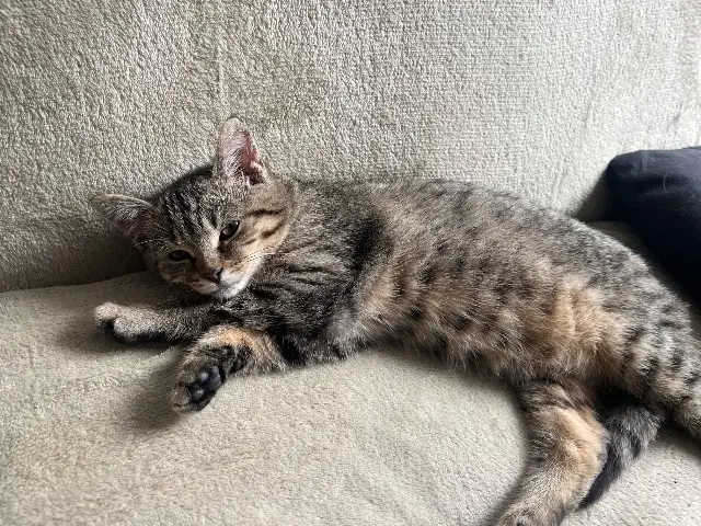 chatte reunited   58600 Garchizy Farah