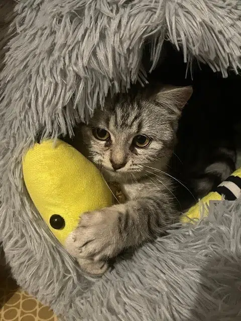 chatte reunited   58000 Nevers Maya