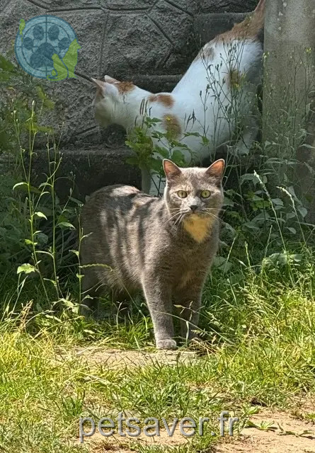 chatte reunited   58000 Saint-Éloi Maya