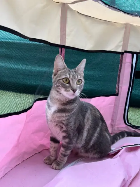 chatte reunited   58400 Champvoux Nala