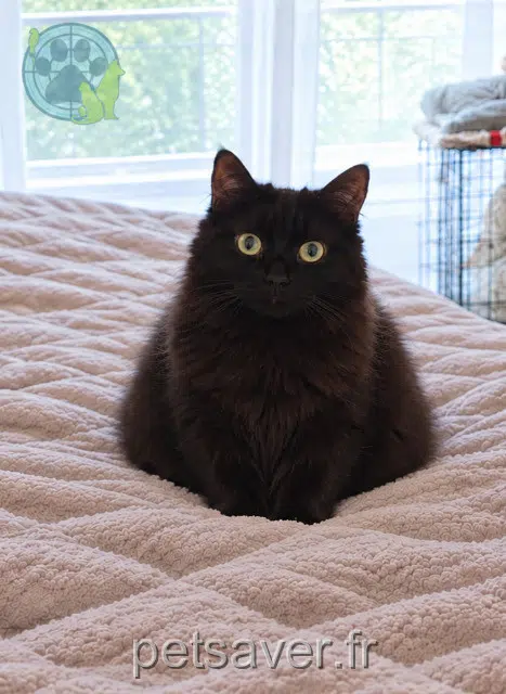 chatte reunited 58000 Sermoise-sur-Loire Vocalise