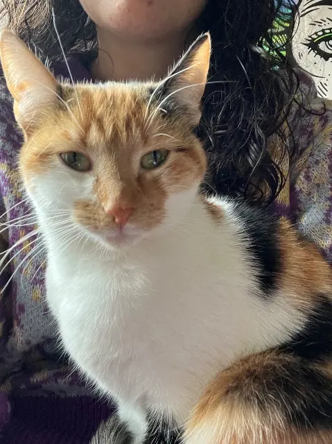chatte reunited   58200 Cosne-Cours-sur-Loire Ébée