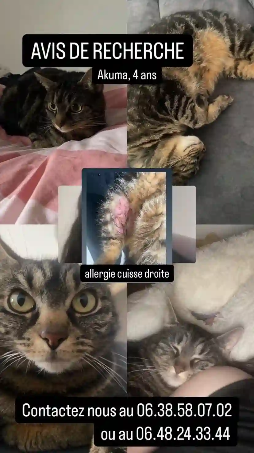 Chatte Perdue 59 Nord - Akuma Chatte Perdue 59 Nord - Akuma