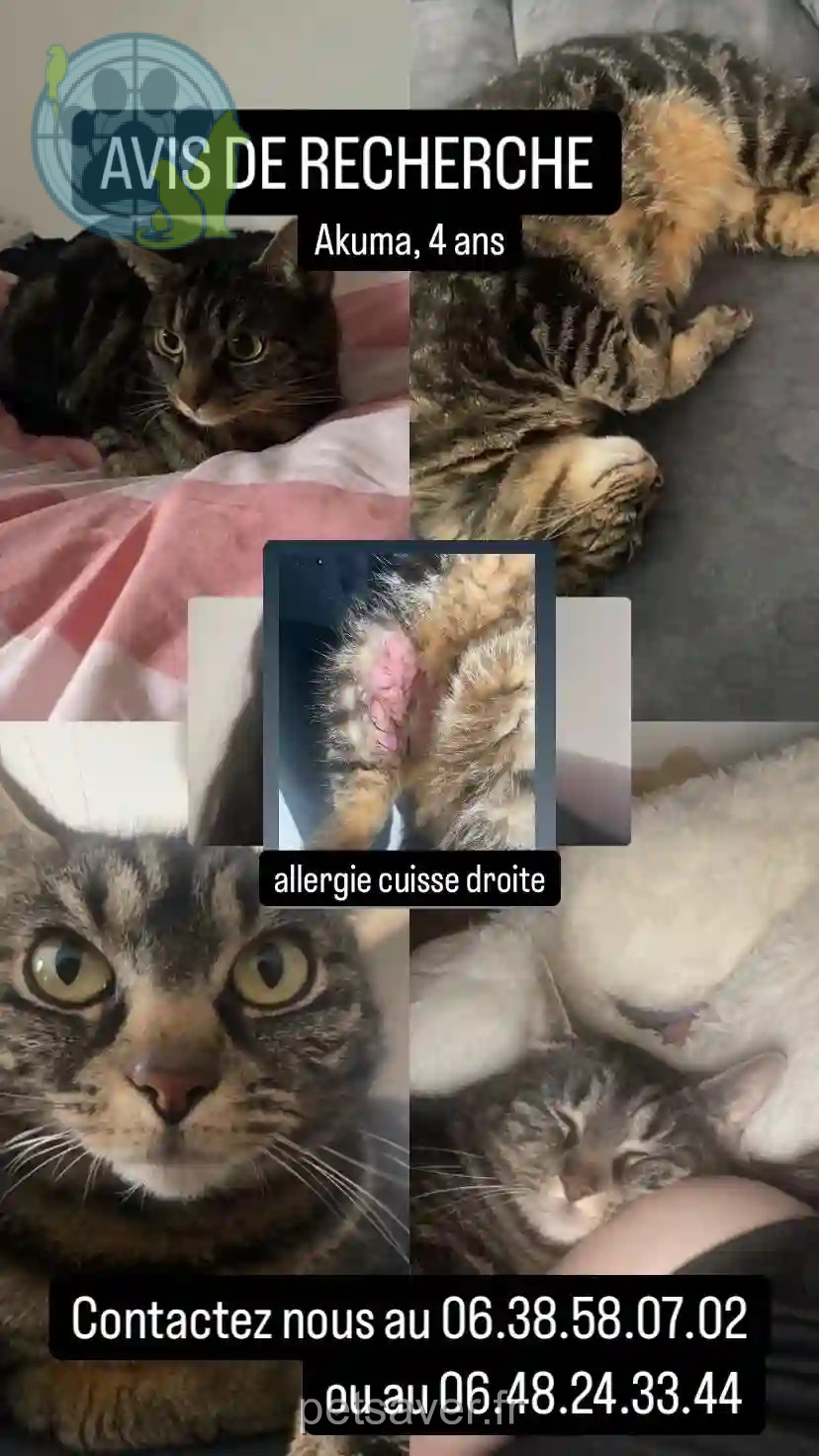 Chatte Perdue 59 Nord - Akuma Chatte Perdue 59 Nord - Akuma