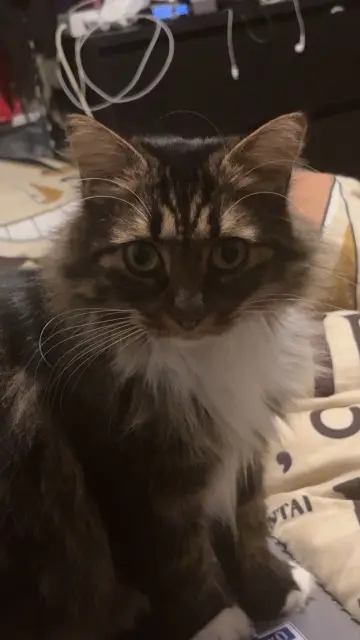 chatte reunited   59119 Waziers Angel
