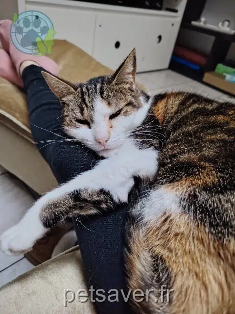 chatte reunited 59220 Denain Ariel