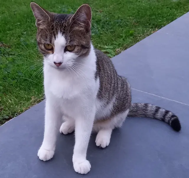 chatte reunited   59840 Lompret Ava