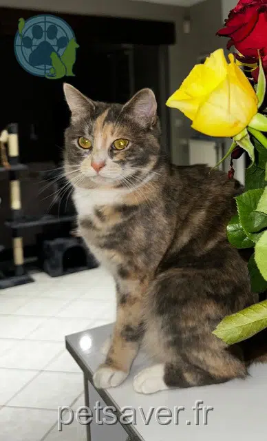 chatte reunited 59100 Roubaix Badem