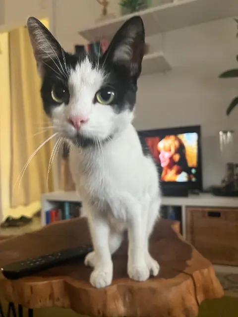 chatte reunited   59120 Loos Berlie