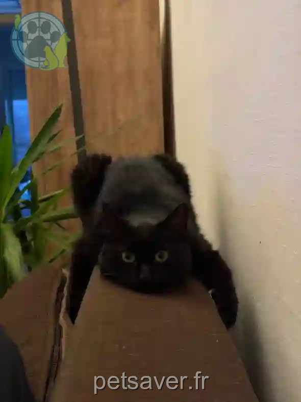 Chatte Trouvée 59 Nord - Betise Chatte Trouvée 59 Nord - Betise