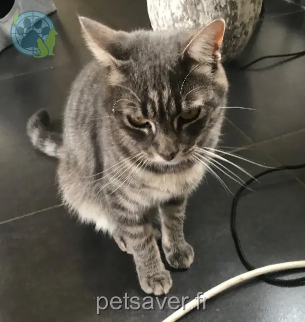 chatte reunited 59232 Vieux-Berquin Calie