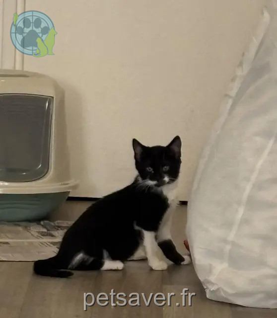chatte reunited 59400 Cambrai Abby