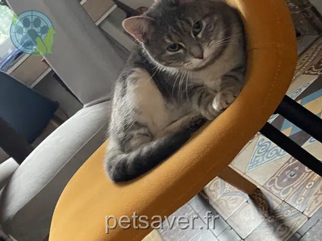 chatte reunited   59400 Cambrai Heavy