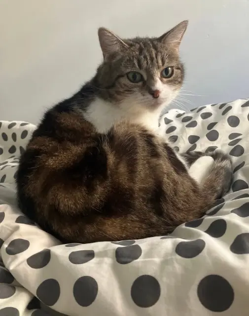 chatte reunited   59400 Cambrai Oreo