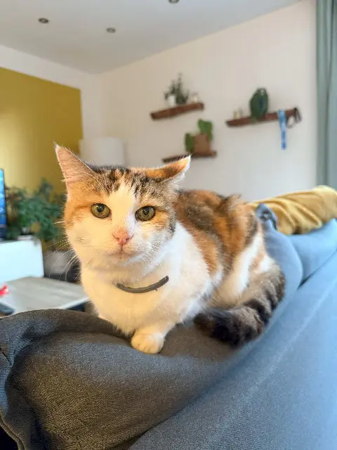 chatte reunited   59260 Lezennes Cheese