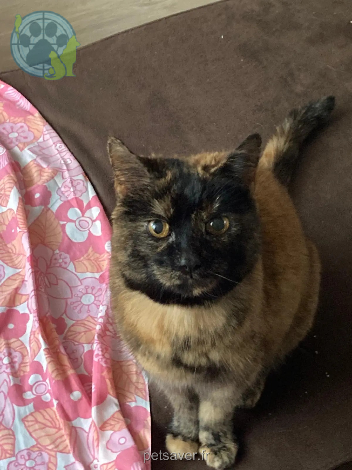 Chatte Perdue 59 Nord - Chipie Chatte Perdue 59 Nord - Chipie