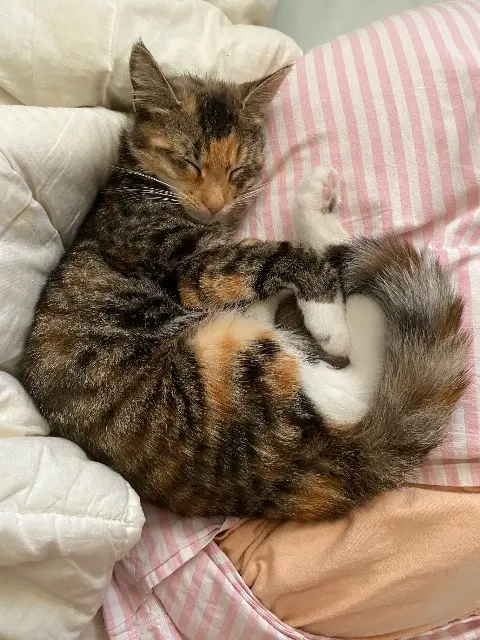 chatte reunited   59100 Roubaix Cookie