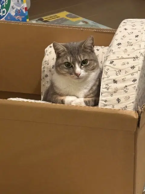 chatte reunited   59700 Marcq-en-Barœul Coton