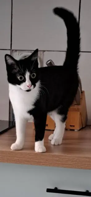 chatte reunited   59810 Lesquin Criquette