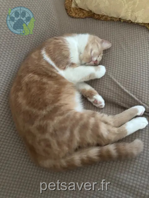 chatte reunited 59920 Quiévrechain Djoudjou
