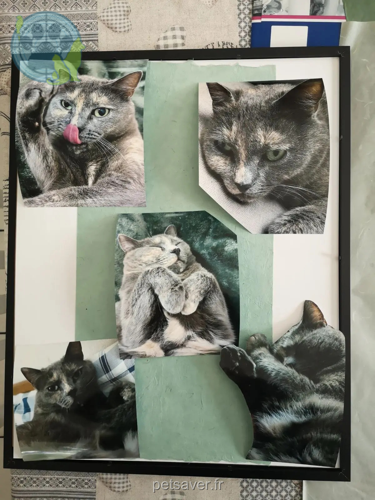 Chatte Perdue 59 Nord Chatte Perdue 59 Nord