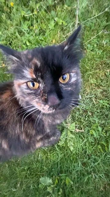 chatte reunited   59500 Douai Coussette