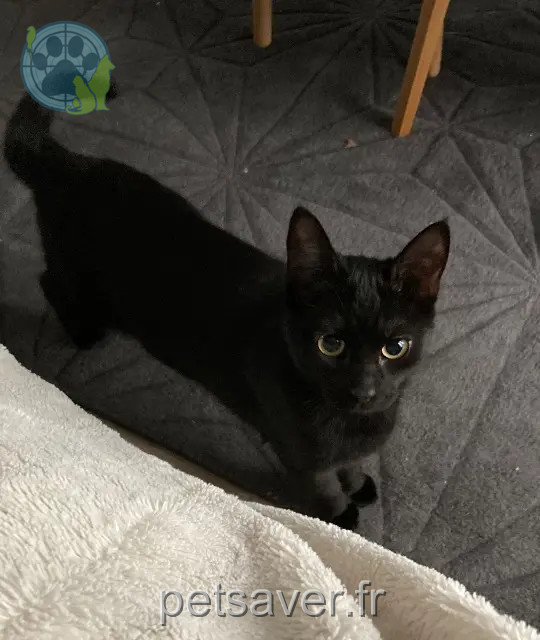 cat reunited 59500 Douai Pippa