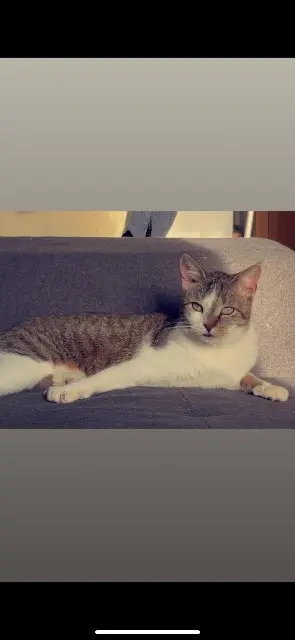 chatte reunited   59266 Bantouzelle Ermie ou mimi